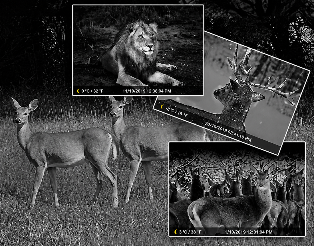 When Choosing a Game Camera, How Important Is Night Vision?