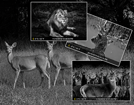 When Choosing a Game Camera, How Important Is Night Vision?