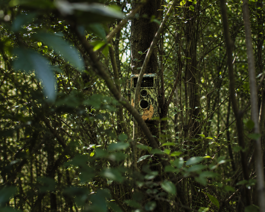 How to Hide Trail Cameras to Prevent Theft & Vandalism?