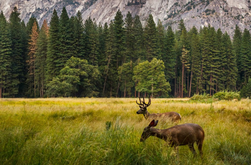 Why I like the BlazeVideo Trail Camera