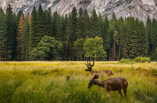 Why I like the BlazeVideo Trail Camera