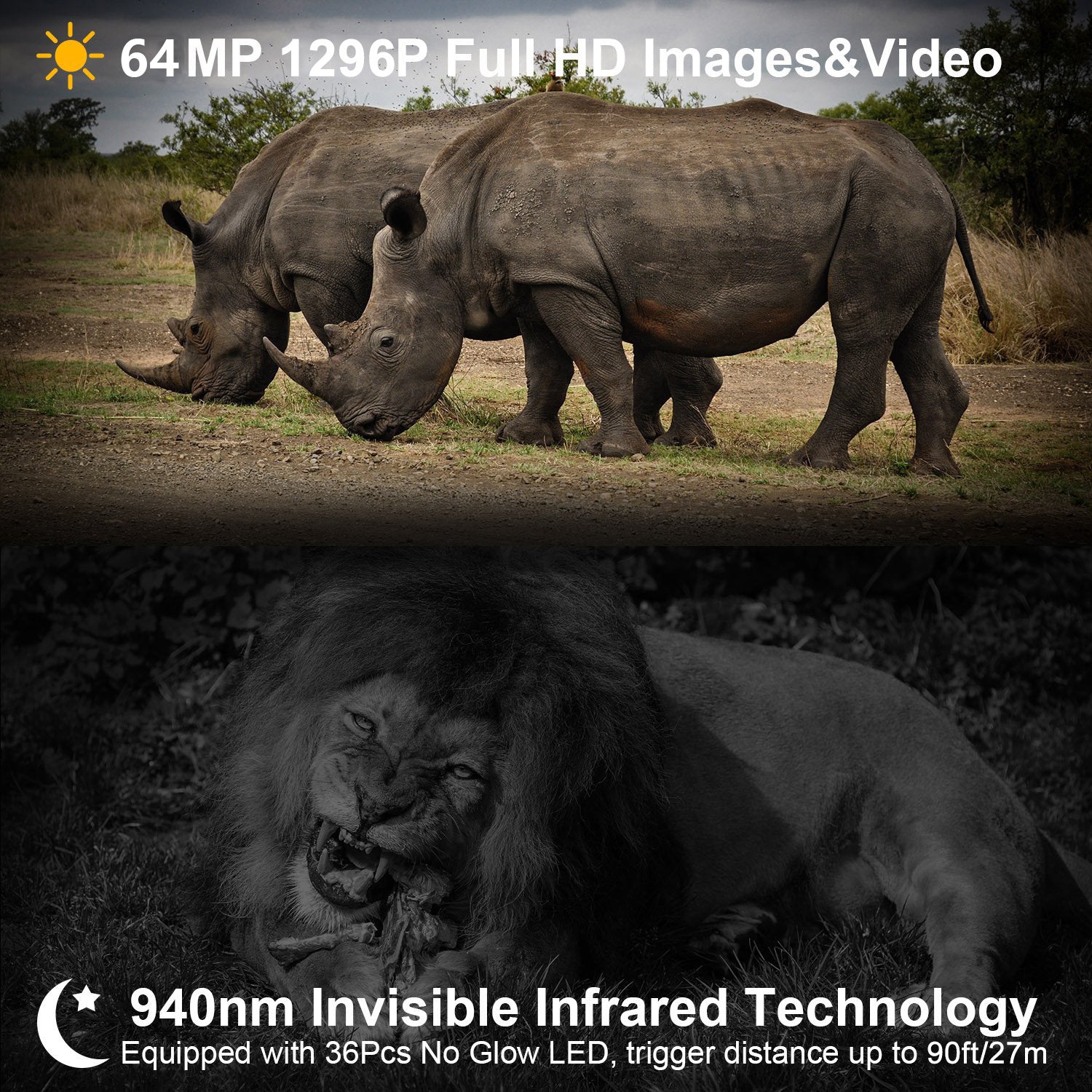 Two rhinos walking together with a lion eating prey, showcasing 64MP 1296P Full HD technology and 940nm infrared technology.
