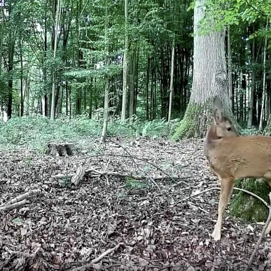 https://cdn.shopify.com/s/files/1/0014/4844/4017/files/Blaze-Cut_1.mp4?v=1603183684